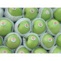 Top Quality Fresh Green Gala Apple